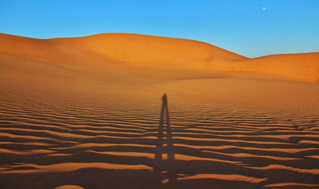 Simental Dana Görsel 2