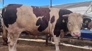 melis yaşar Görsel 1