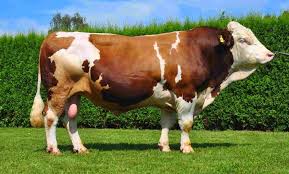Ayla Atak Görsel 1