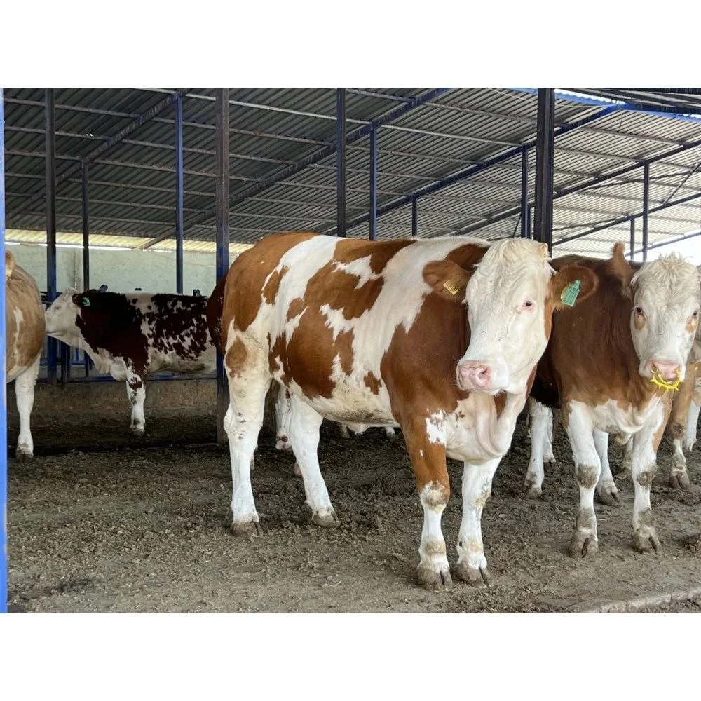 kurban değil11 Görsel 1